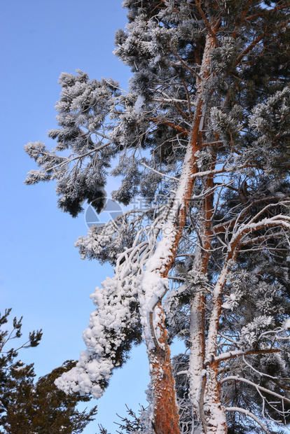 被新雪覆盖的松树天气空全景图片