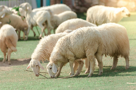 农场上的白羊正在寻找食物被绿草地吃掉起毛快乐的蹄子图片
