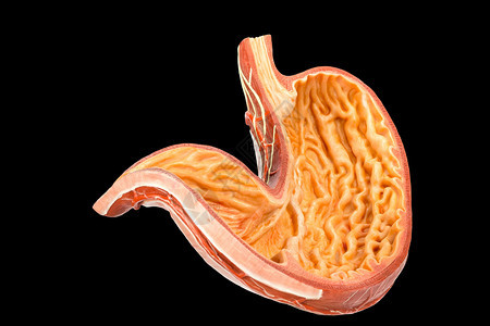 之内人类腹部模型隔离在黑色背景的底教学舍内维尔图片