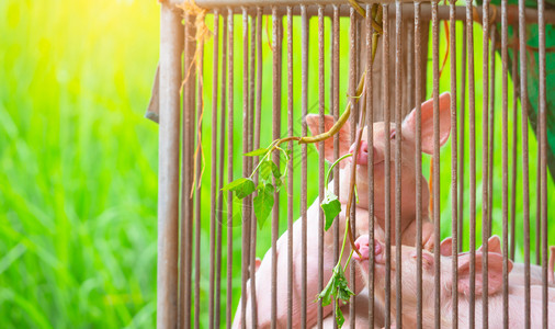 兽医农场小粉红猪非洲热和流感概念畜牧养猪肉业肥在草棚或谷仓中喂养牛群猪圈图片