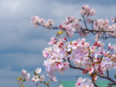 晴天日本樱花盛开的特写樱花盛开的特写白色日本人图片