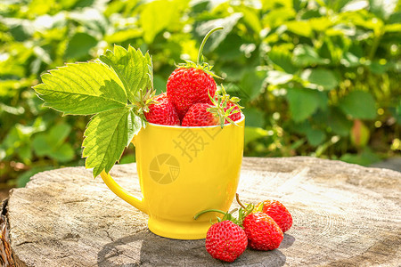 食物带有成熟草莓浆果的黄色杯子站在花园的树桩上夏日阳光明媚的子复制空间带有成熟草莓浆果的黄色杯子夏日阳光明媚的子收成吃图片