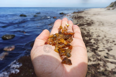 自然颜色老的海边采琥珀手心生海边采图片