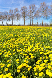 蓝色的舍内维尔树木春天有线和蓝的绿色草地上黄蒲公英田图片
