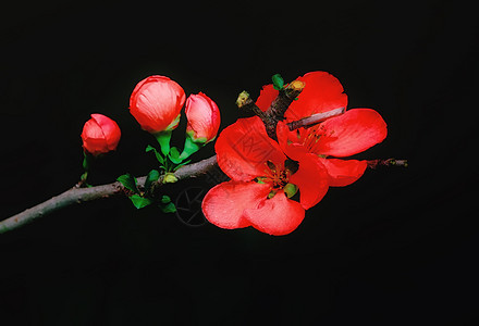 东文化日本昆斯红花和鲜紧贴黑本底贺卡日昆斯特首有选择软焦点花朵关闭日本昆斯特惠季节图片