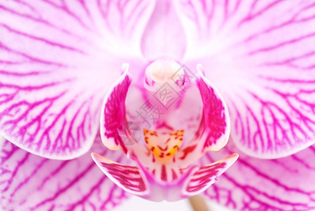 细节植物盛开在花的蝴蝶兰属的美丽内部纹理图片