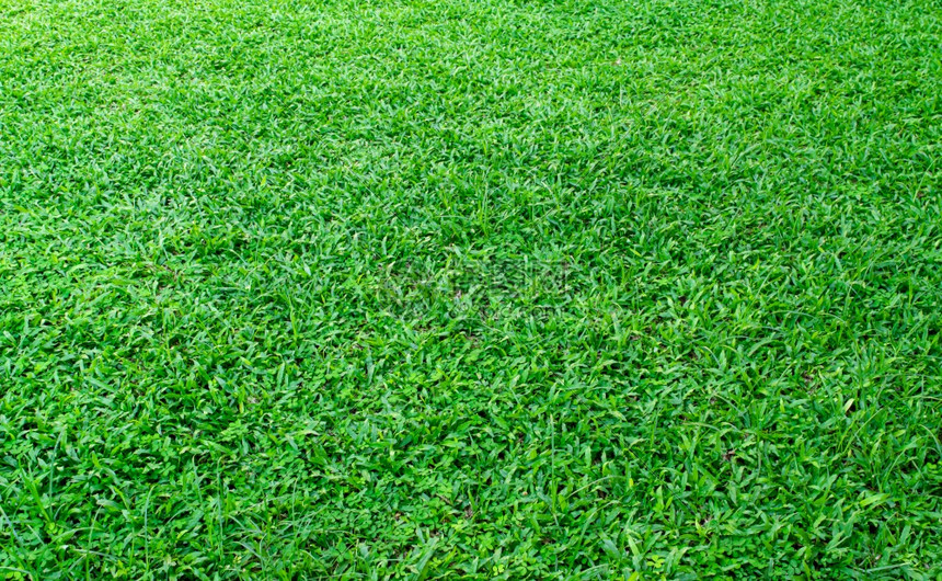 夏天用于高尔夫或足球场背景的绿色草坪设计要素为高尔夫或足球场背景设计绿草坪春天花园图片