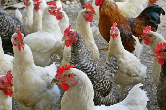 关心家禽养殖场上不同品种的母鸡和蟑螂有机的夏天图片