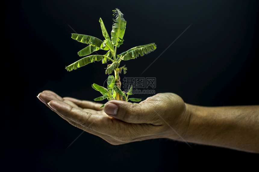 持有香蕉树的阿西亚人手握香蕉树是环境有助于在黑色背景暗风格下施舍或乞讨概念植物人类棕榈图片