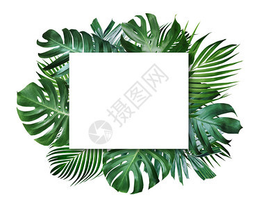 季节框架森林夏热带树叶和空白框在色背景上复制空间图片