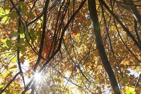阳光照耀着秋季树林图片