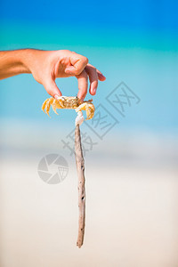 网海边和滩白沙上的活螃蟹关闭在白沙滩上夏天动物图片