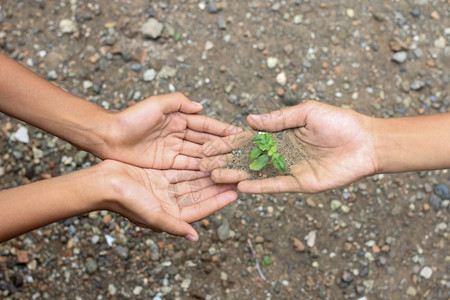 种植植物概念图片