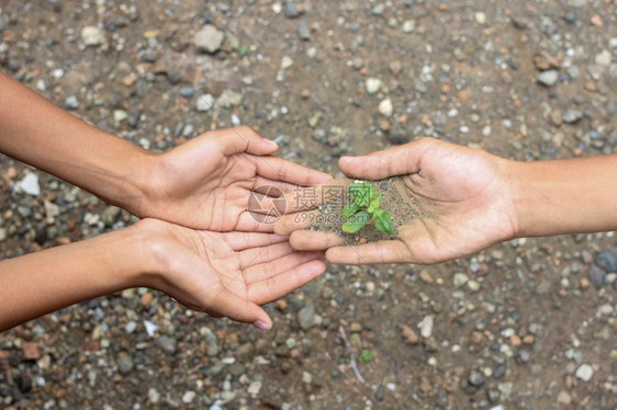 种植植物概念图片