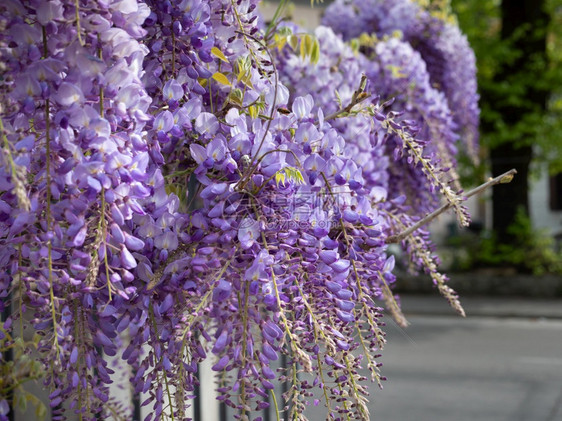 聚群中的紫维西亚花朵春季自然主题异国情调颜色花的图片