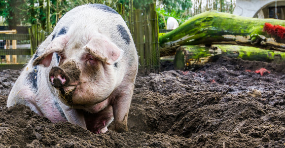 肮脏的母猪脸荷兰种坐在泥地上的一只雌弯头猪的紧闭图片