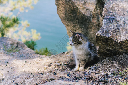 一只小猫在岩石背景上用湖和夏季的颜色犬类动物可爱的图片