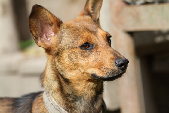 户外小狗的肖像摇动头部耳朵在空气中品种院子图片
