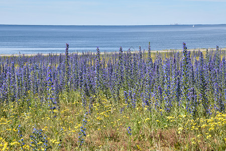 野花植物群复制空间海岸风景鲜花盛开蓝色夏图片