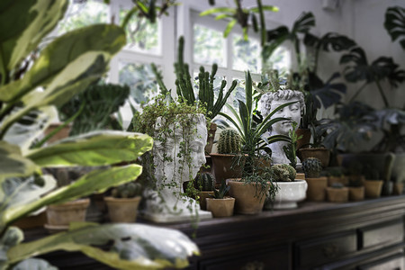 装饰客厅室内风格绿色生态环境配有植物和存货照片的绿色生态环境建造郁葱院子图片
