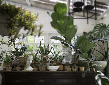 家装饰客厅室内风格绿色生态环境配有植物和存货照片的绿色生态环境股票颜色图片