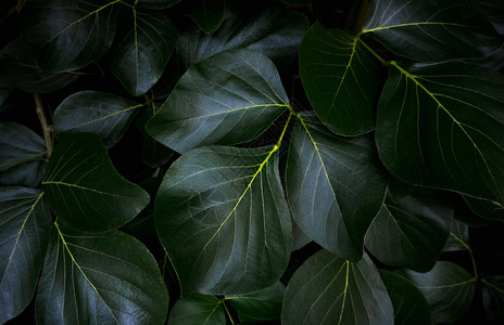 热带抽象的绿叶背景自然和有条纹的图片