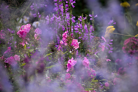 户外芳香阳光明的花园紫色散景图片