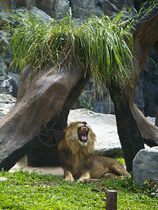 危险的休息狮子捕食者图片