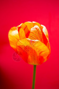 郁金香花团锦簇图片