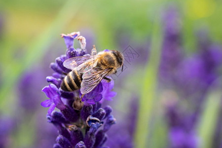 蜜蜂为薰衣草花授粉本翅膀颜色图片