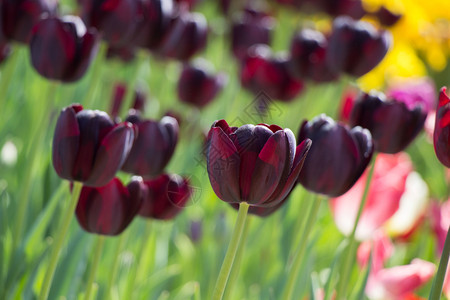 郁金香花团锦簇图片