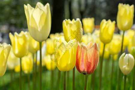 郁金香花团锦簇图片