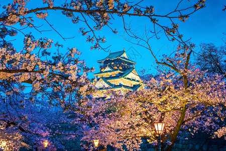 绽放晚上城市大阪堡日本樱花满天开图片