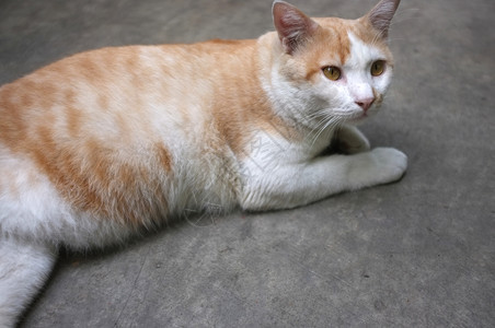 毛皮疲劳的可爱黄泰猫放松动物图片