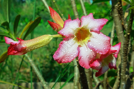 杜鹃花叶子公园草图片