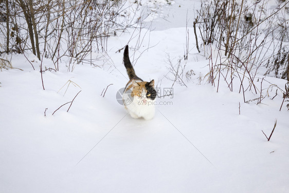 白色的毛皮霜在森林或公园附近的雪地上行走野生的家畜在三花猫里行走图片