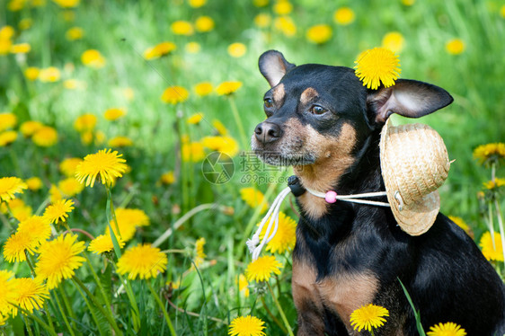 季节自然可爱的小狗春黄色在花朵草地上一条狗的肖像春夏主题朋友图片