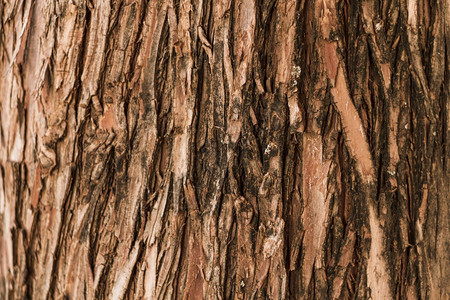 天然垂直森林树纹理粗糙的黑色吠图片