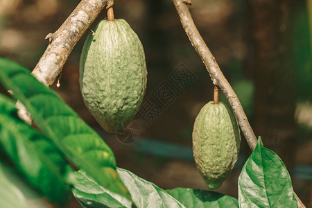 植物学CacaoTreeTheobromacacao自然界中的有机可果荚丛林异国情调图片