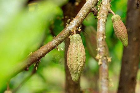 热带豆荚CacaoTreeTheobromacacao自然界中的有机可果荚食物图片