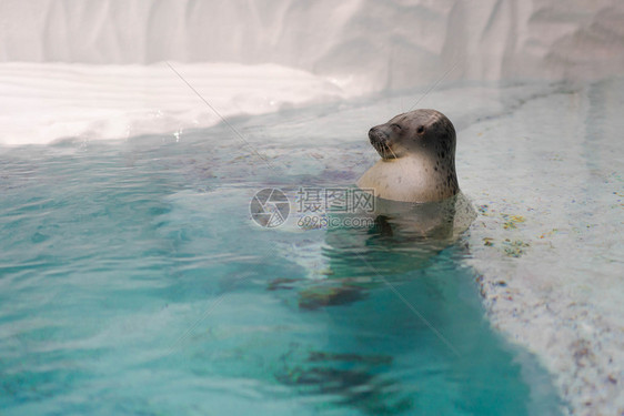 可爱的拉尔加海豹在清水中洗澡除旅行吸引力图片