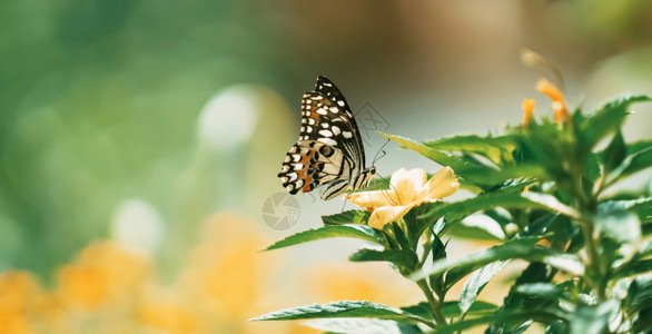 蝴蝶有花朵和阳光草字体形象的图片