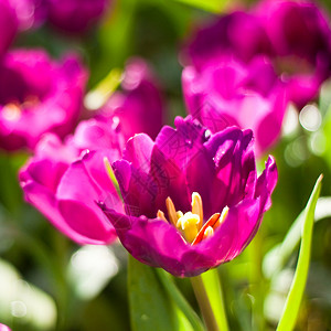 郁金香花团锦簇图片