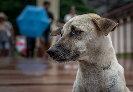 一只狗站在木桥上穿过沼泽地的一条走道上在雨天复制的空间选择焦点棕色的重哺乳动物图片