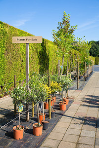绿色夏天在欧洲花园中心出售的肥料厂木板图片