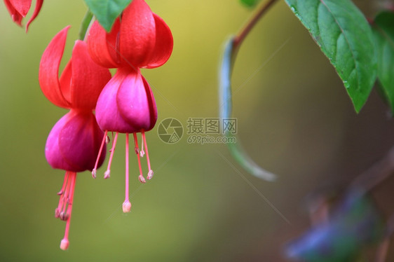 美丽的红色紫杂交花带叶和枝红色紫杂交花挂在自然背景下美丽的粉红色植物在花园里红色的芽颜图片