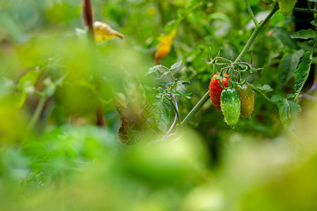 新鲜的花园里绿色背景上的红和橙树枝上的西红柿在花园里绿色背景上的红和橙树枝上种植有机蔬菜黑色的圆形图片
