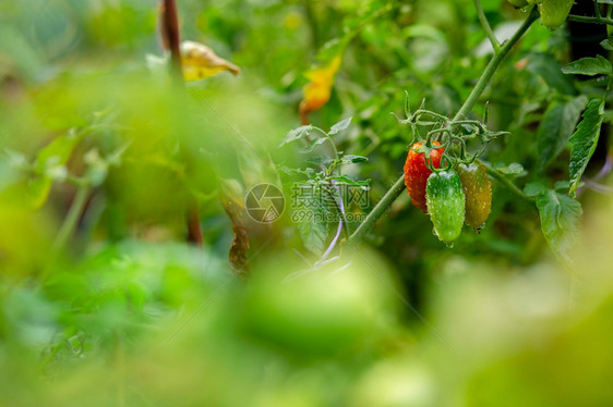 新鲜的花园里绿色背景上的红和橙树枝上的西红柿在花园里绿色背景上的红和橙树枝上种植有机蔬菜黑色的圆形图片