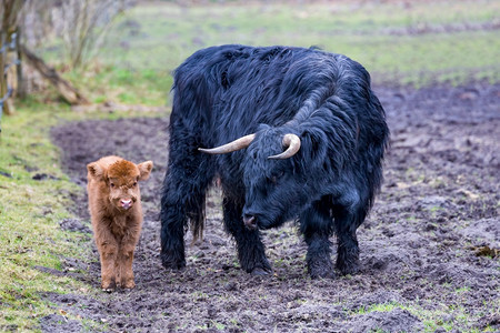 在春季黑人母亲ScottishHighlander牛站在新生棕幼附近草可爱的年轻图片