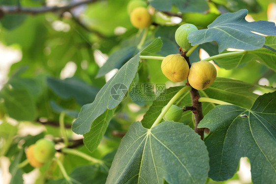 质地树枝上新鲜的成熟黄青无花果子其背景是一棵树叶上多产的绿色树叶在一棵年轻的浅绿树上生出一些成熟的黄色无花果的叶子图片